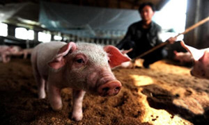 养猪的常见八钟疾病，你是否能区分清楚？