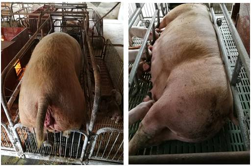 高温高湿季节母猪突发死亡原因的探究