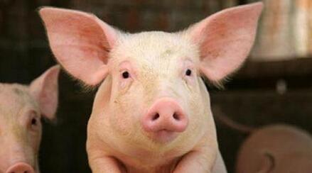 生猪价格8月涨势有戏，养猪人注意存栏风险！