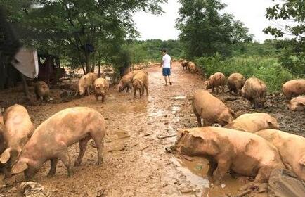 6月猪价现5年来第二低点 南方洪涝或致局部猪价升温