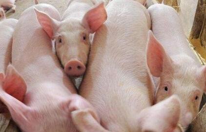 东莞去年生猪总消费量约46万吨 屠宰视频监控全覆盖