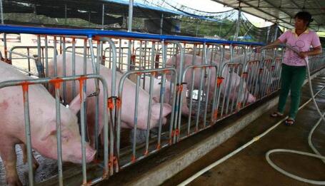 猪价上涨达7元/斤，养猪户不可高兴太早！