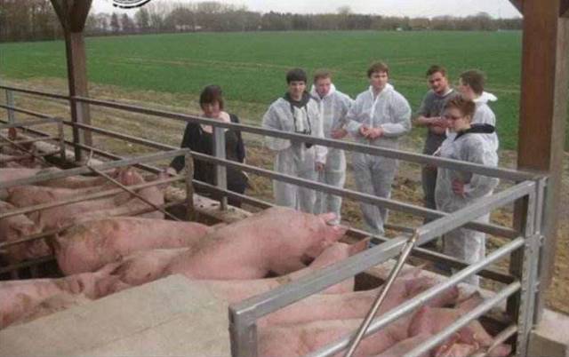 关于猪场排污，德国养猪场如何“善后”？