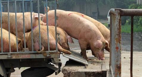 新华社：猪价上不去 都是猪多闹的？