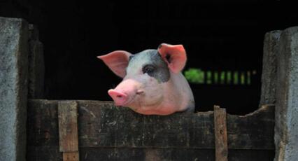 牧原、天邦六月出栏暴涨150%！现在真的缺猪吗？