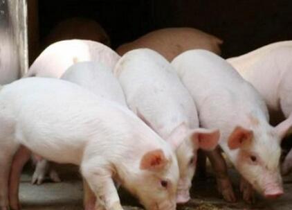 合肥上半年生猪养殖利润不高 每头平均盈利473.31元