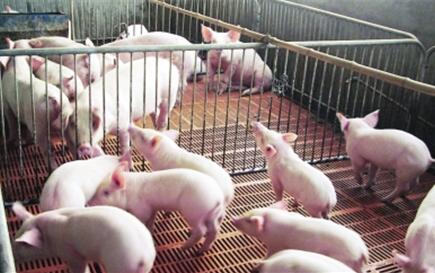 猪价下跌对养猪巨头们扩张步伐的影响到底有多大？