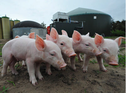 政策解读：关于养猪“禁养区”与“适养区”以及划定