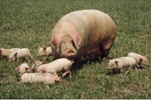 全面分析养猪场“弱仔猪”形成的原因及危害