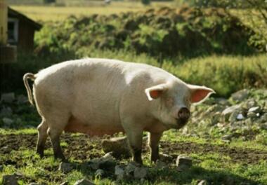 冯永辉：猪价保持平稳 需关注高温、高湿对猪病的影响