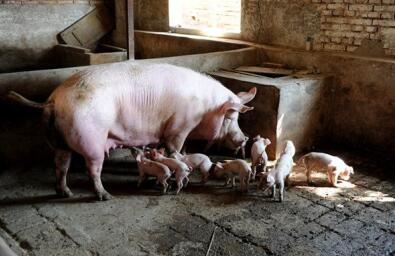 政策解读：养猪禁养区与适养区，这个概念得分清楚！