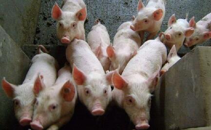 美国：220多万的生猪 未来5个月每周屠宰场增加10万头