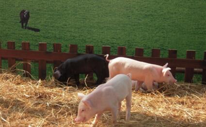 农民依赖养猪来脱贫，猪场关停拆除恐导致更多人返贫