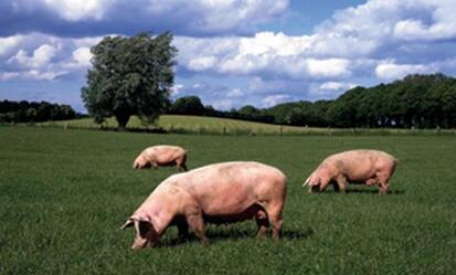 从南方水网地区生猪养殖布局调整谈北方猪业发展