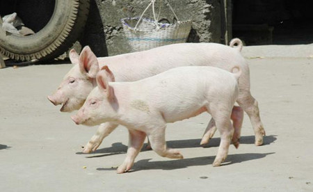 保育猪的饲养管理是怎样的？