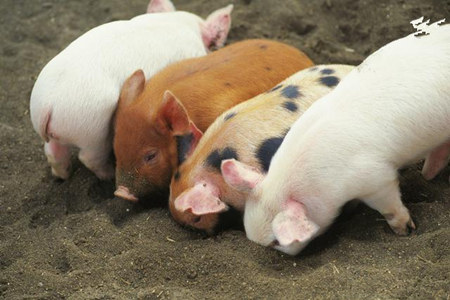猪咬尾会导致猪瘫痪或死亡，如何避免猪咬尾呢？