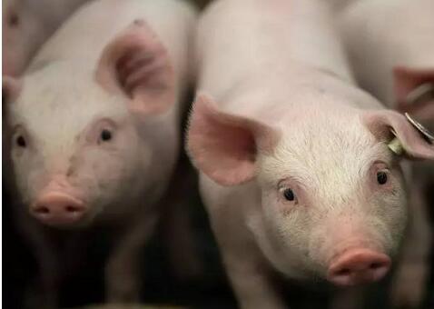 地塞米松的作用很强大，治疗猪病可以起到意想不到的效果