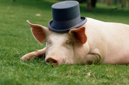 如何对育肥后期的猪进行科学饲养与管理？