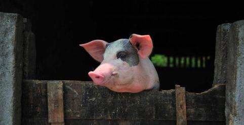 7月猪价有危机！养猪户都该多关注！