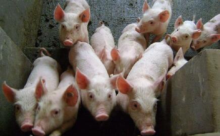 恐怖！每月增加1千万头，养猪产能正以在飞速疯狂扩张！