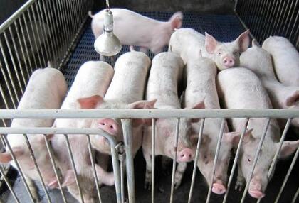 7月将过半，猪价上涨之势就在眼前，已初现端倪