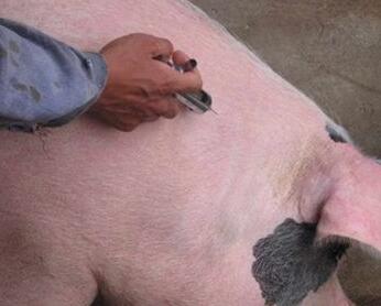 为什么有的猪会“打针就死”？
