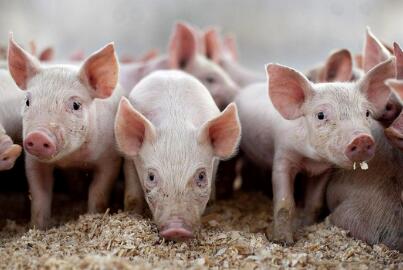 扶贫干部动员养猪 贫困户质问：猪要是死了你赔吗？