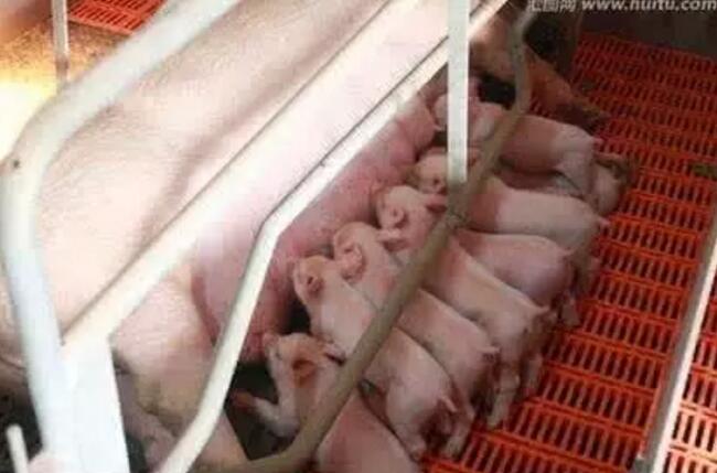 养猪户如何提高母猪的产仔和成活率！