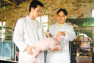 如何把握猪病用药的原则和方法