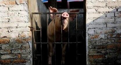 要接受这个残酷的现实，散户不能养猪了？
