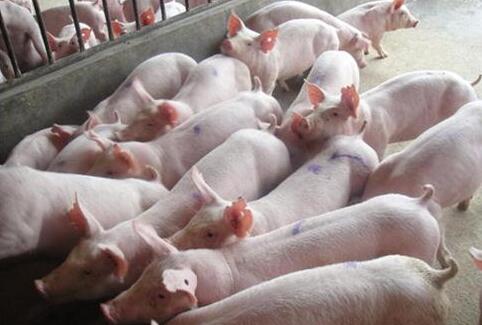 重庆市：积极应对猪价下跌严峻形势稳定生猪生产
