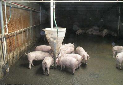美国出口至我国大陆猪肉减少量高达22%！