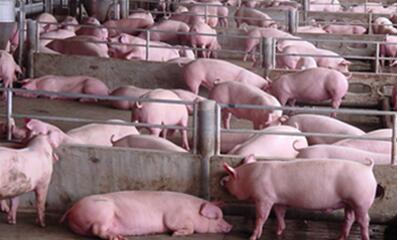 发改委：市场供给将稳步增长 猪价仍将维持偏弱走势