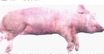 立陶宛再现非洲猪瘟，事发养猪场内2.3万头猪将被宰杀