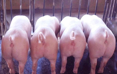 养殖户需关注夏季高温 同时密切了解周边生猪出栏体重