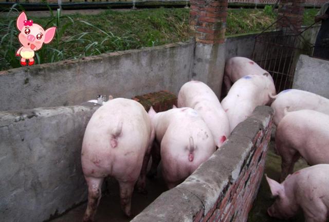 影响猪价涨跌的五大因素，猪价的好与坏与这些息息相关