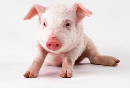 生猪跌价了，养殖户收到锦泰保险支付的810万元理赔款