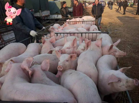 最容易导致仔猪突然伤亡的四种猪病，养殖户得注意了