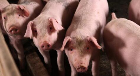 近期猪价有两大利好因素，能繁母猪今年将存75万缺口！