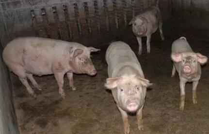 越南生猪大量倾销 柬埔寨农户损失10亿 国内养猪业受重创