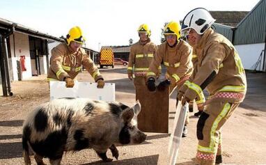 酷暑高温养猪场却停电 千头肥猪中暑消防员来救场