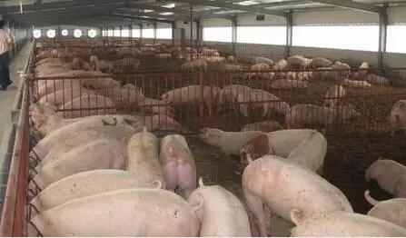 家庭养猪存在哪些致命弱点，看看你中招了没？