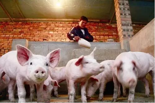 家庭养猪存在哪些致命弱点，看看你中招了没？