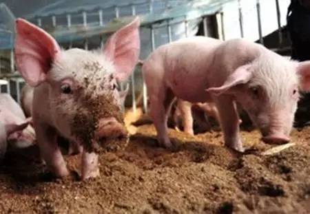 为什么猪腹泻易传染？竟然是养猪人的错！