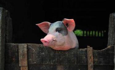 猪利润有多高？猪价跌后，大型养猪企业还在投巨资建猪场