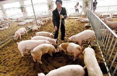 环保席卷整个养猪业，谁是最终受益者？结果你想不到！