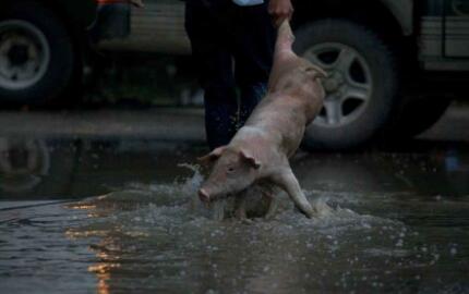 洪涝灾害会影响猪价？你确定这不是天方夜谭吗？
