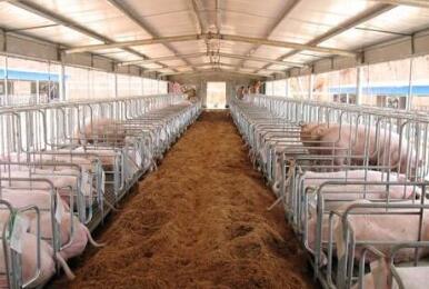 养猪业进入“微利区间” 相比去年同期，猪价下跌超两成