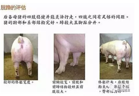 43张图片传授挑选健康、高产后备母猪的技巧，值得收藏！