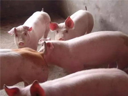 猪病毒性腹泻与细菌性腹泻怎么区分？